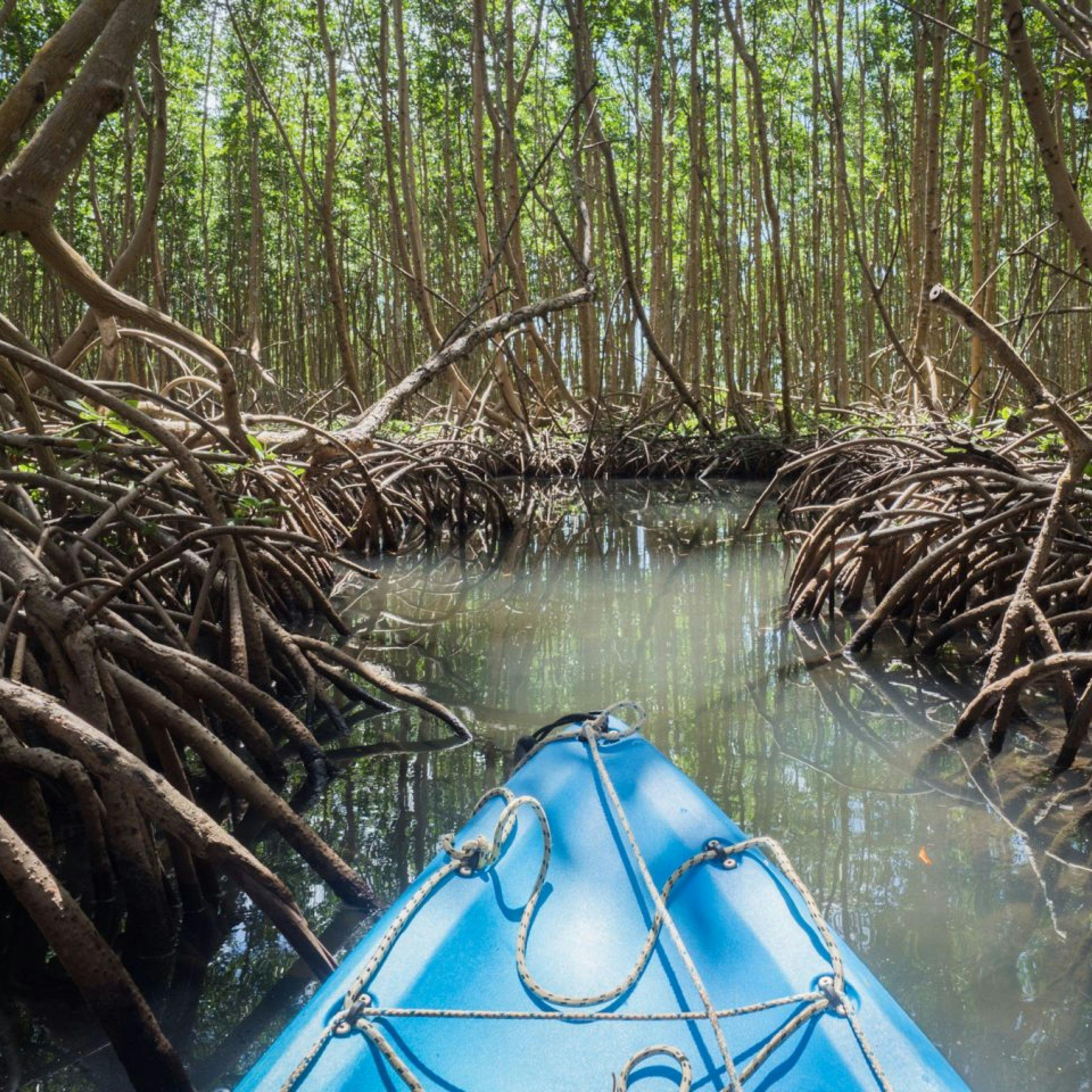 Une activité : Kayak dans les mangroves
