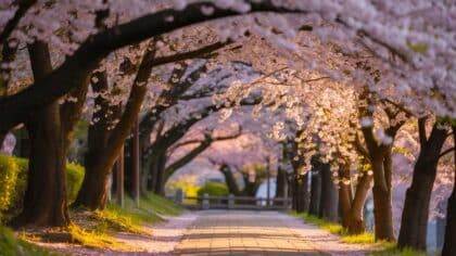 Japan cherry blossom season
