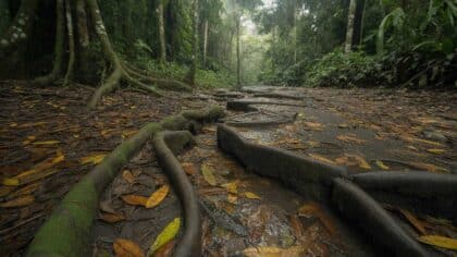 Amazônia Atlântica Trail