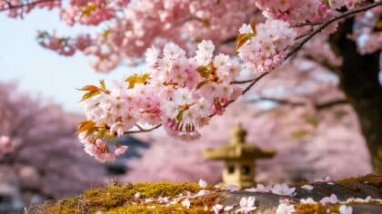 japan cherry blossom season 2026 cost$