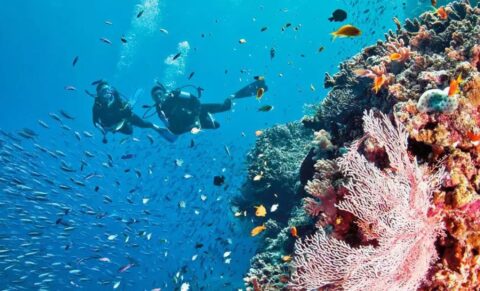 Plongée sous-marine à la Grande Barrière de corail en Australie