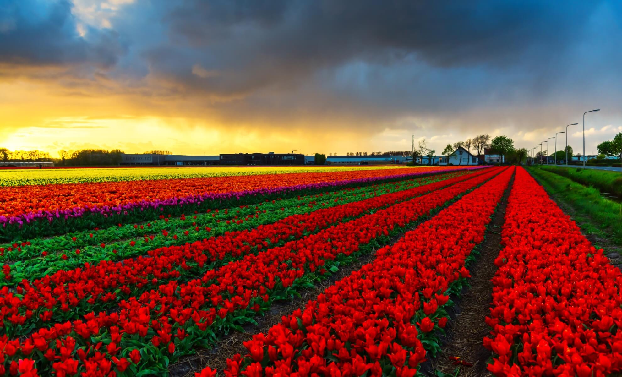 Champs de fleurs aux Pays-Bas