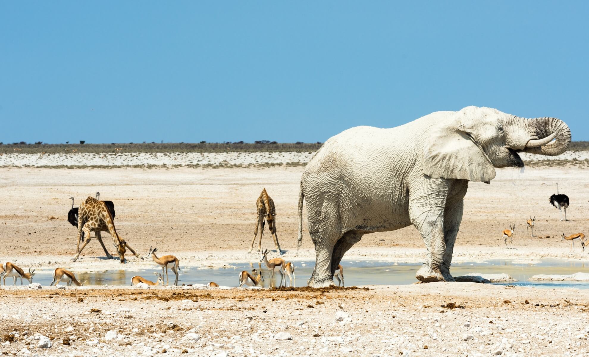 Des animaux du Parc National d'Estoha en Namibie