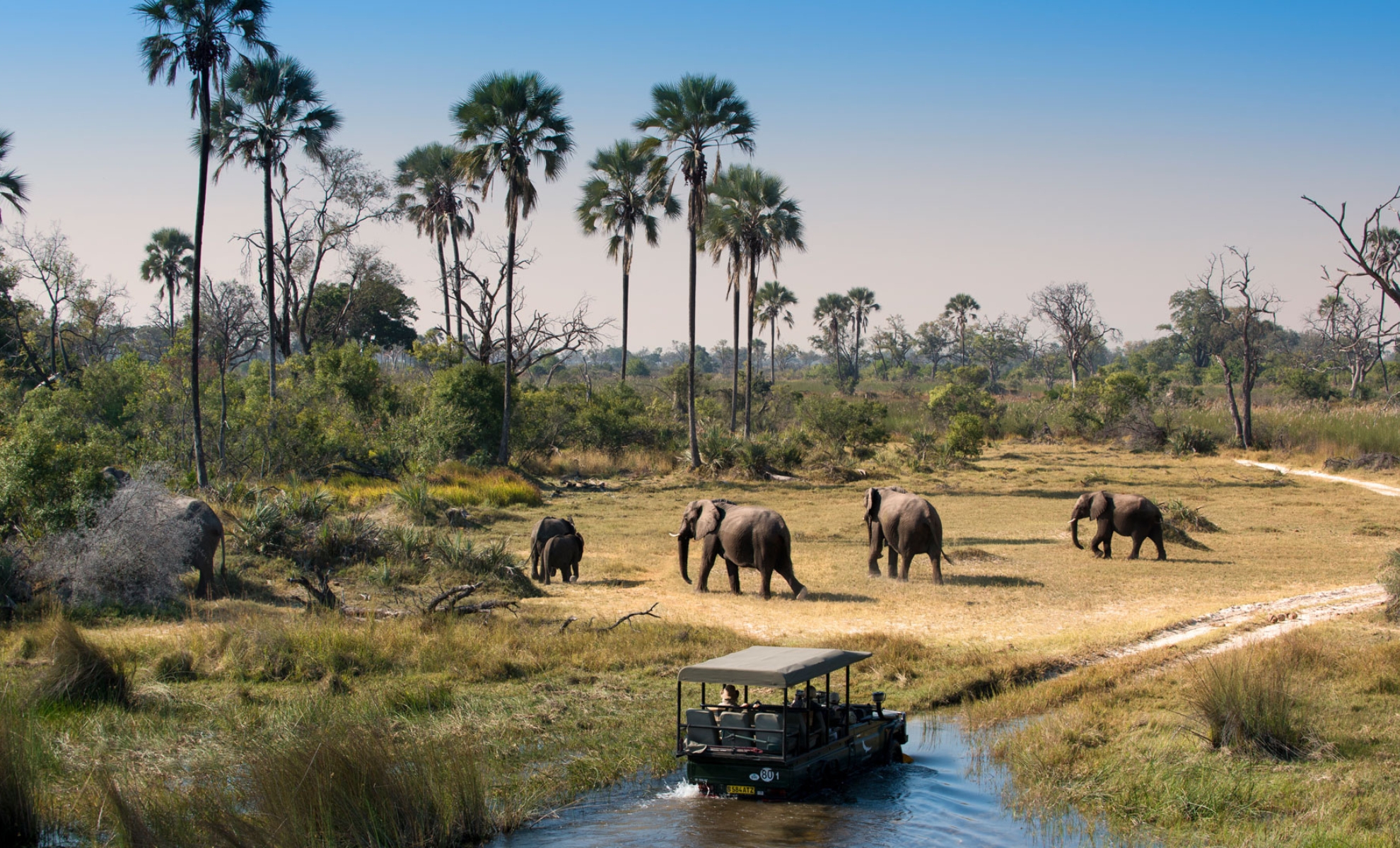 Un safari au Botswana