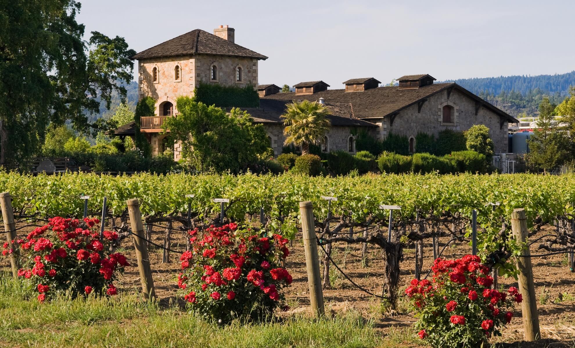 Vignobles de la Napa Valley