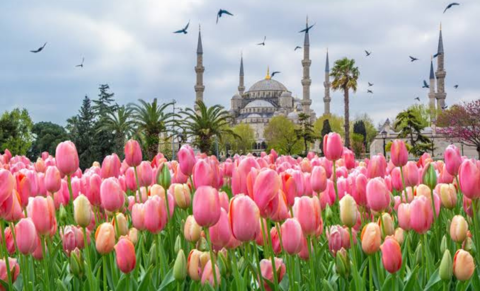 Le festival des tulipes en Turquie