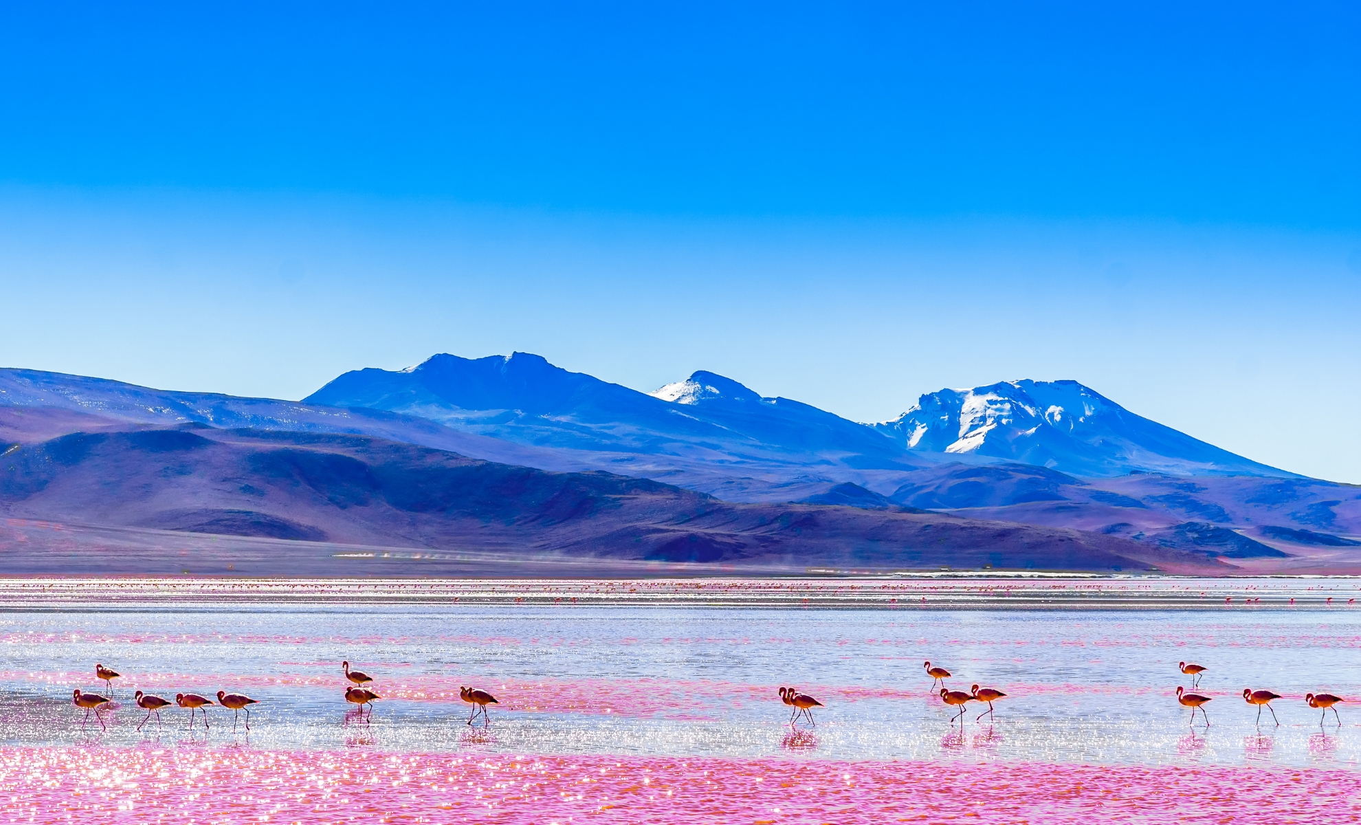Laguna Colorada en Bolivie