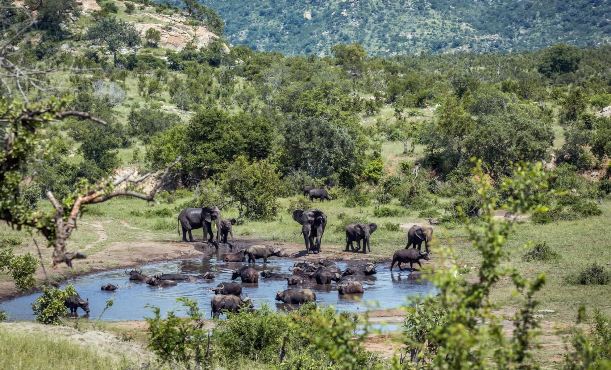 Parc national Kruger en Afrique du Sud