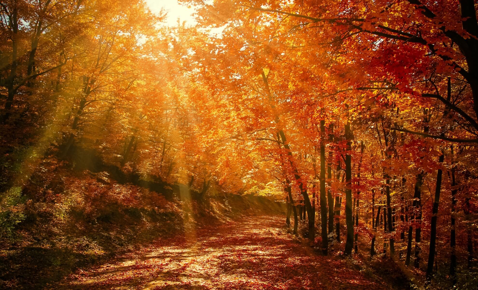 forêt aux couleurs de l'automne