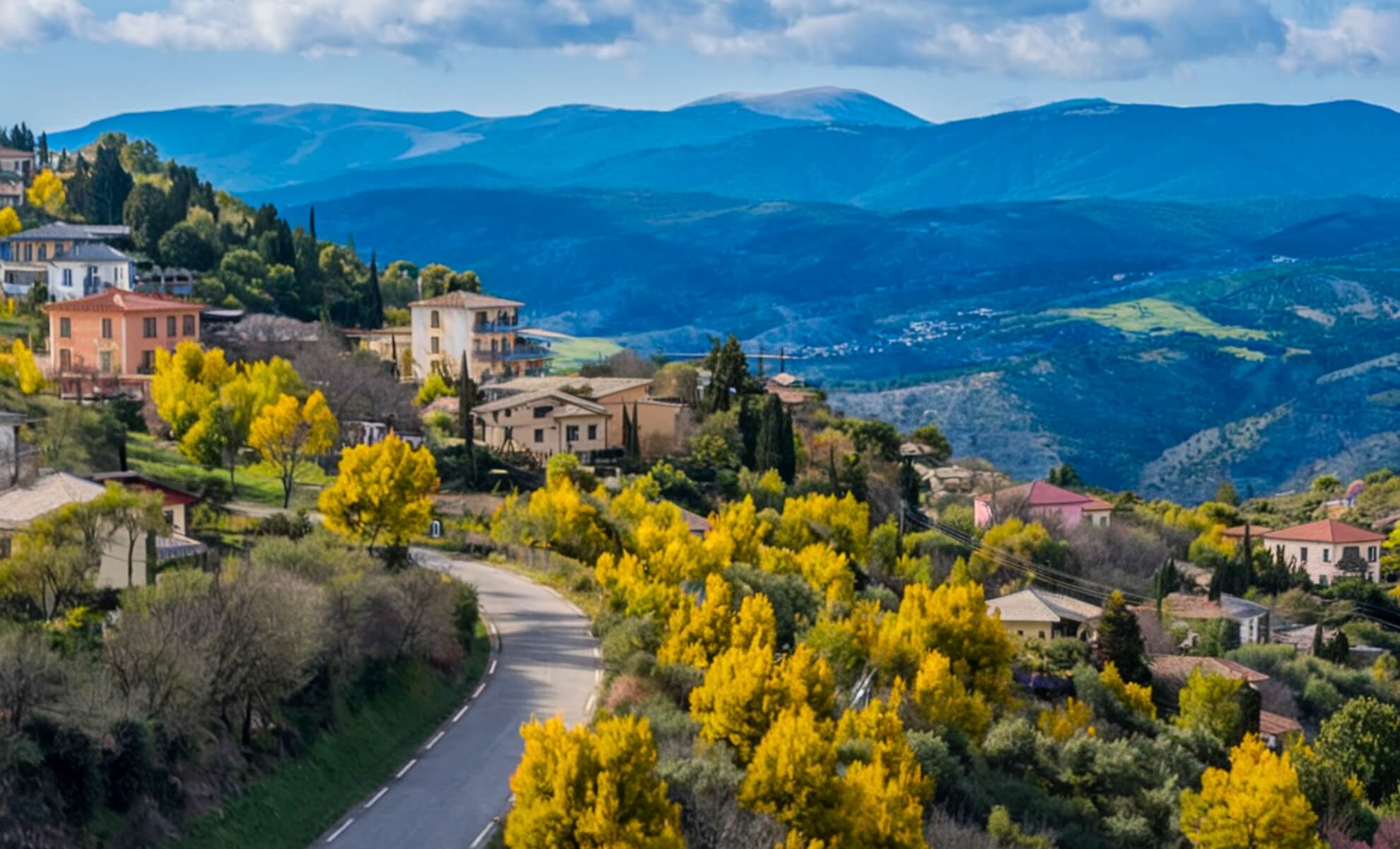 la Côte d’Azur mimosa