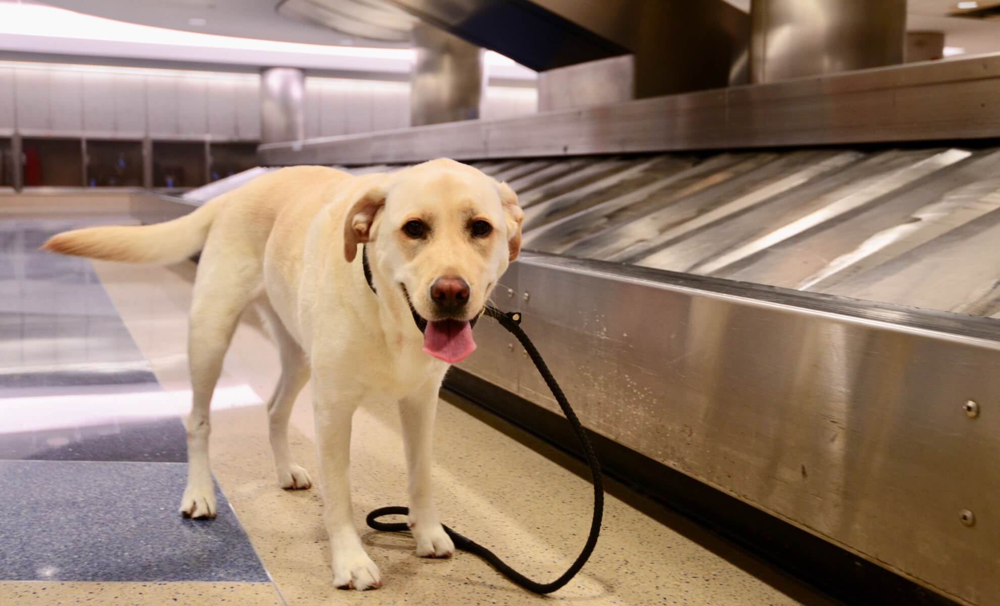 Chien aéroport