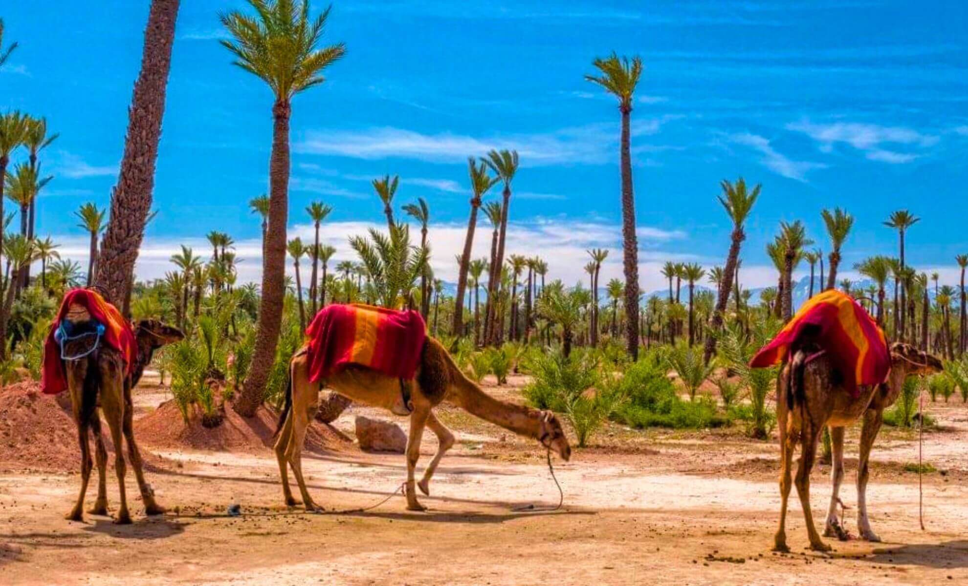Les activités à faire à Marrakech