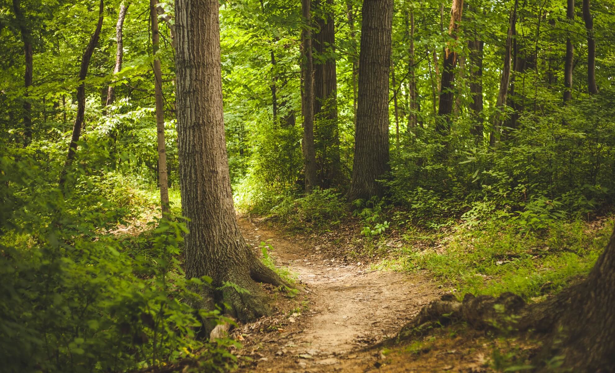 foret de broceliande