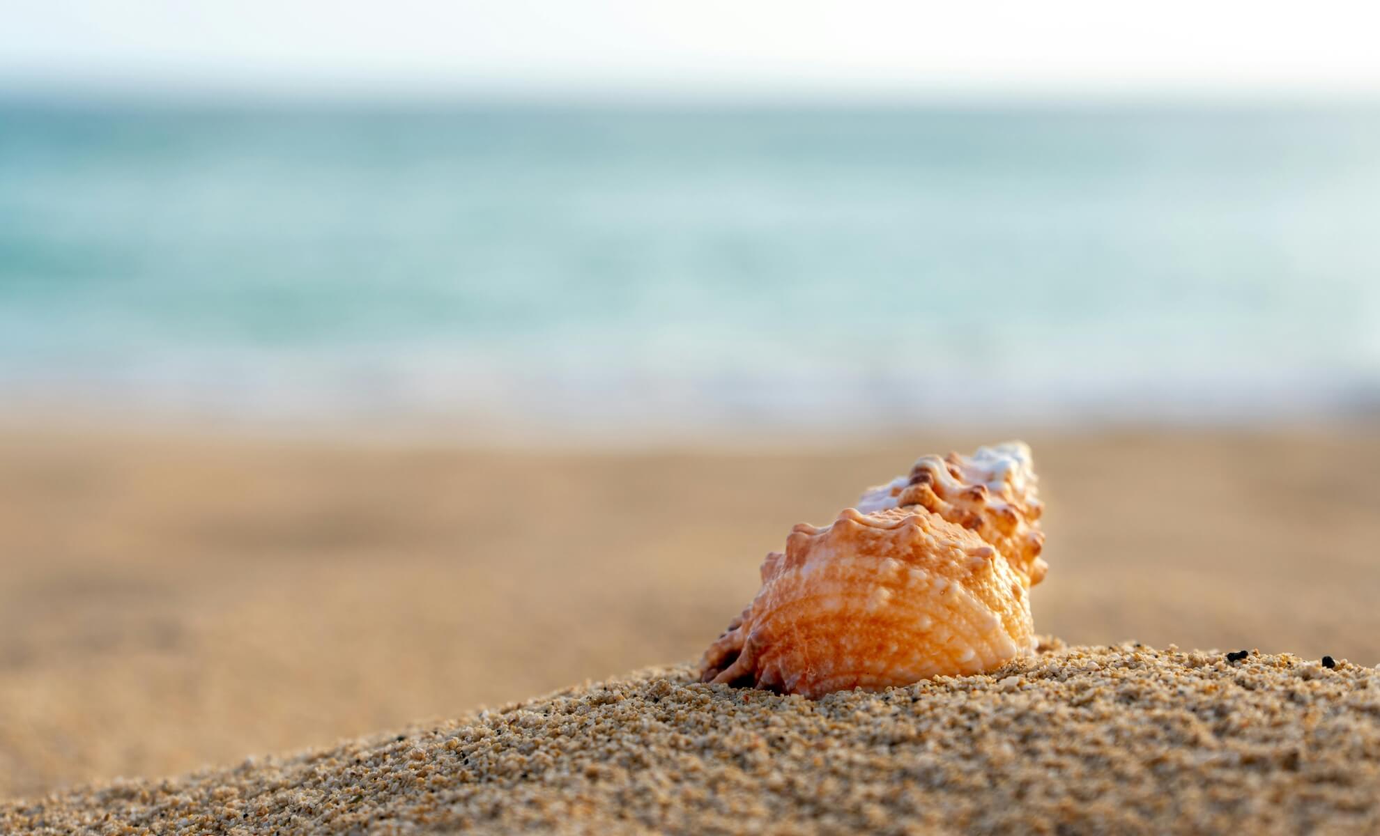 Coquillages et galets
