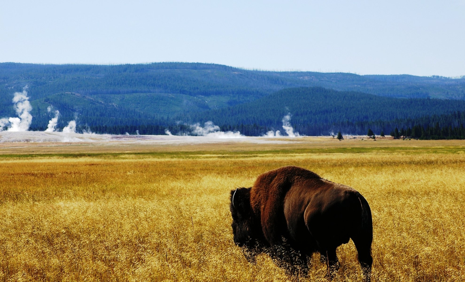 Lamar Valley