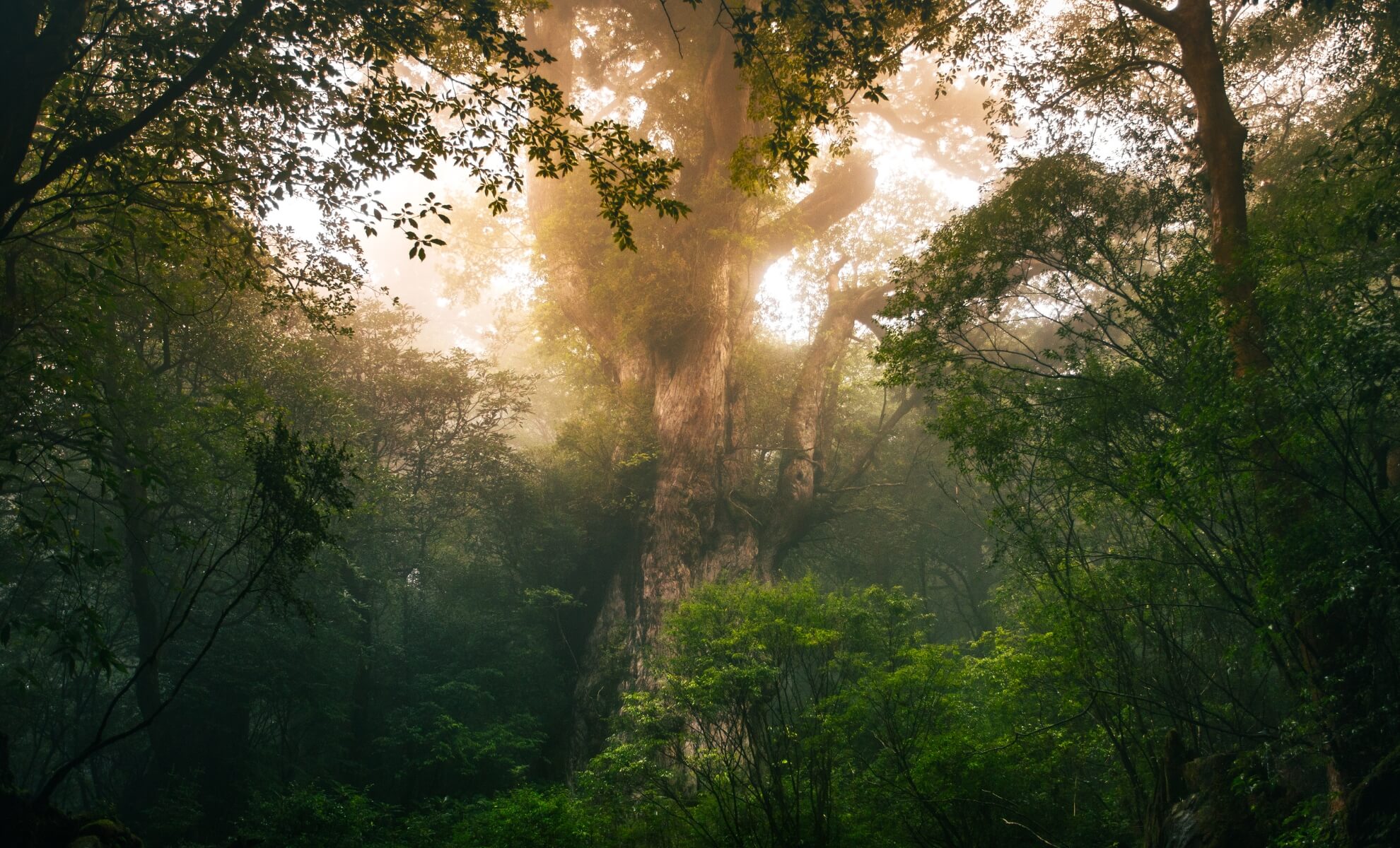 Paysage Ghibli