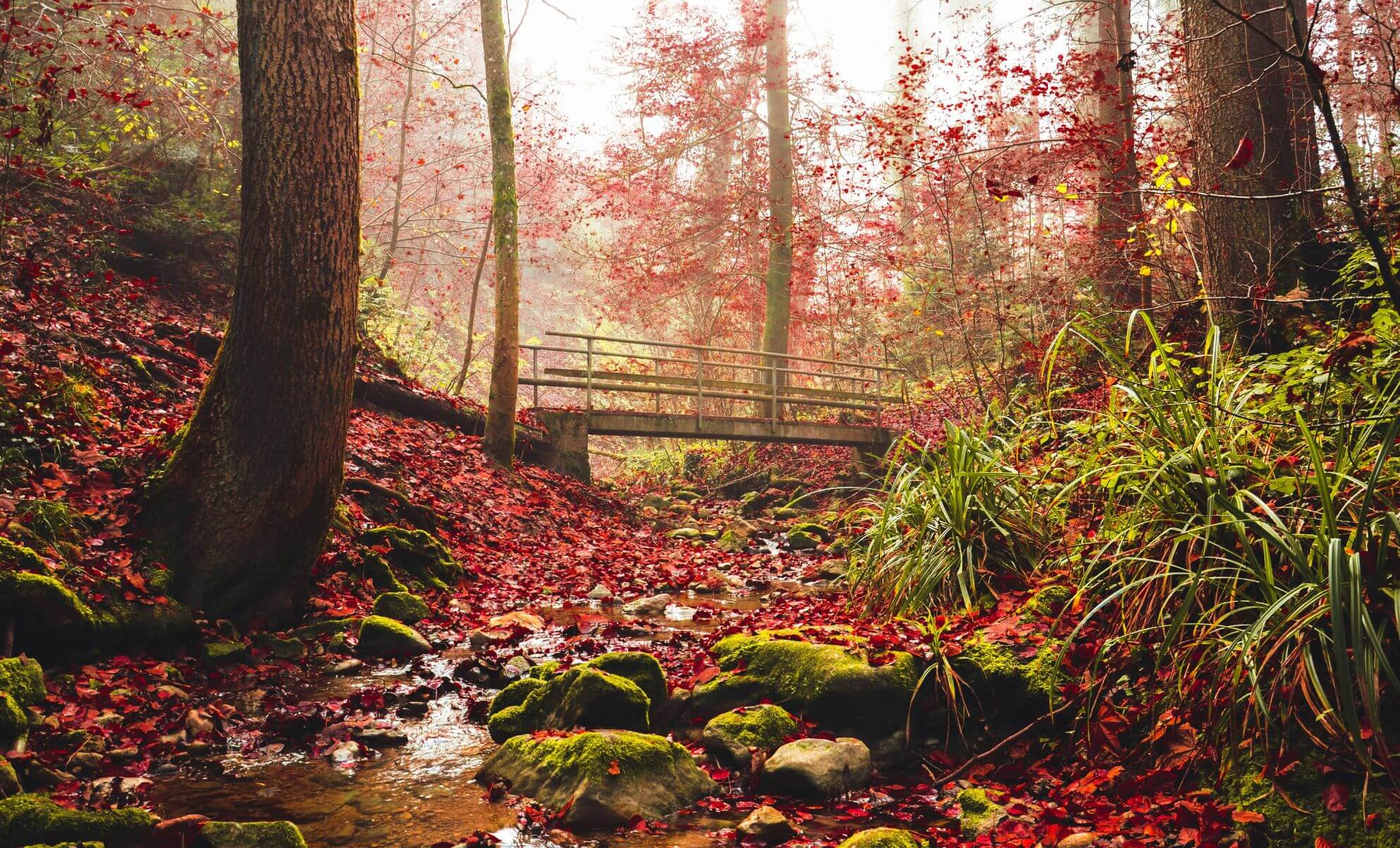 Brocéliande