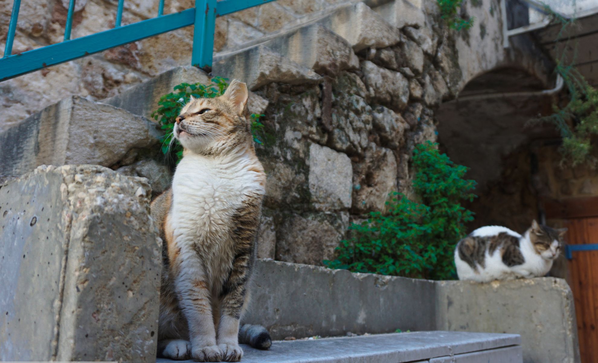 Syros et les chats