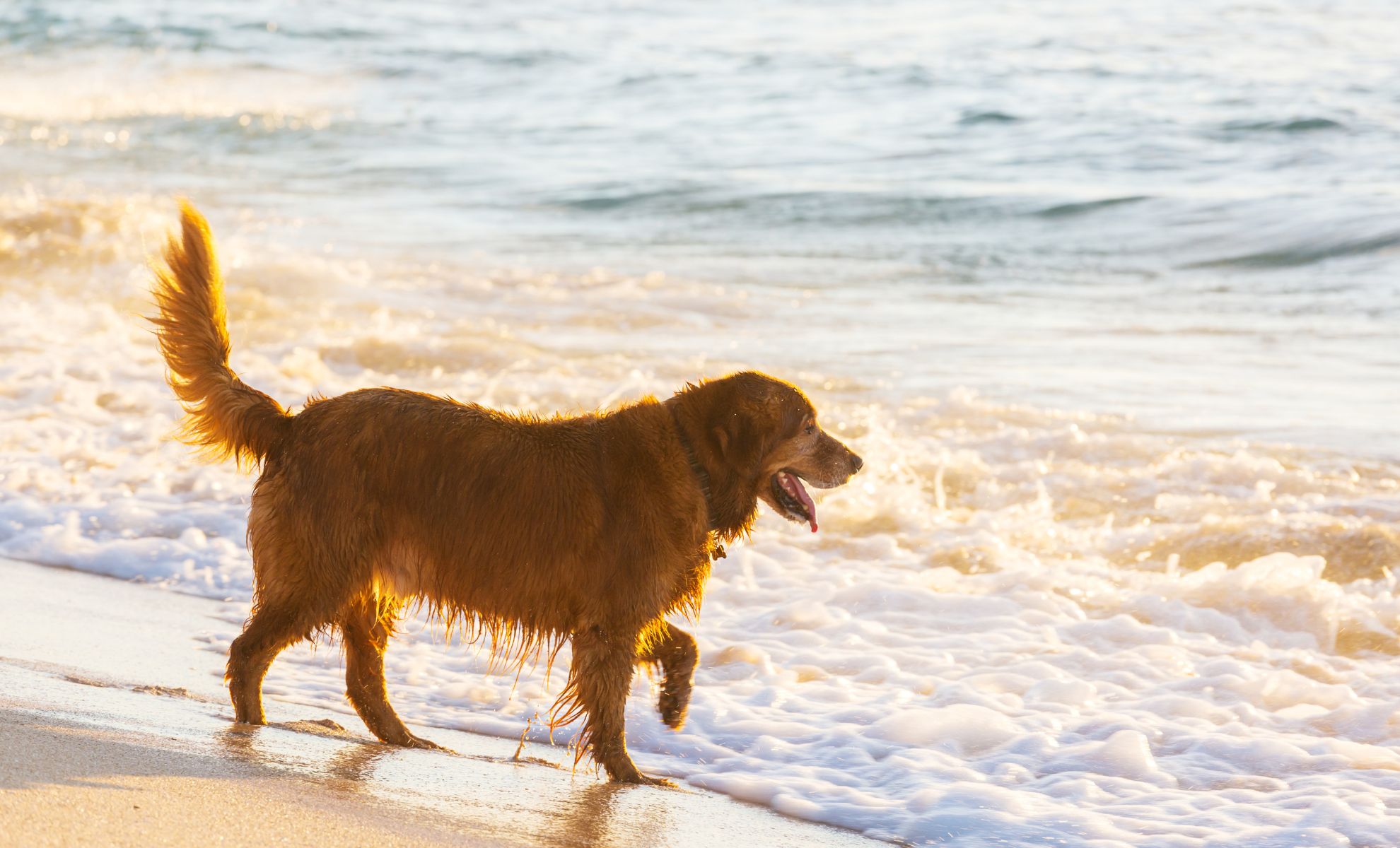 Chien à la plage